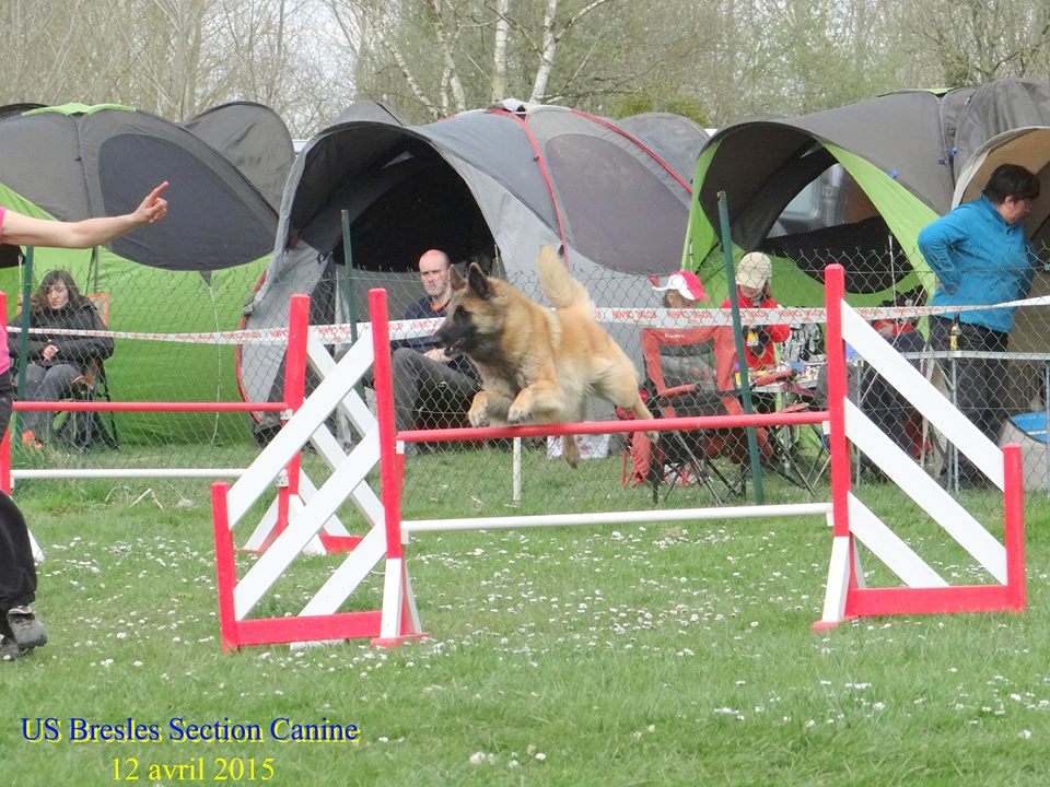 De L'orée Bergère - Agility Bresles