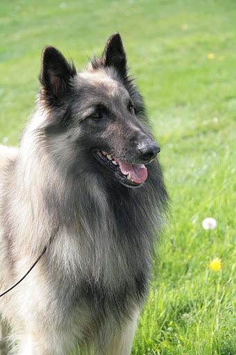 Bacara (Sans Affixe)