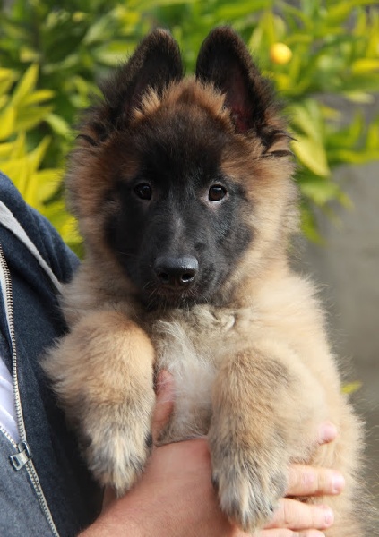 De L'orée Bergère - Berger Belge - Portée née le 11/10/2015